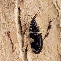 Porismus strigatus (Pied Lacewing) at Yass, NSW - 13 Mar 2023 by trevorpreston