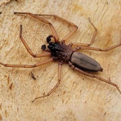 Hemicloea sp. (genus) (Flat bark spider) at Yass, NSW - 13 Mar 2023 by trevorpreston