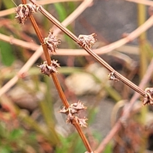 Rumex dumosus at Yass, NSW - 13 Mar 2023