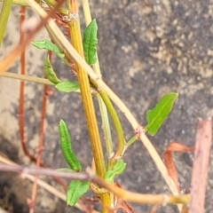 Rumex dumosus at Yass, NSW - 13 Mar 2023