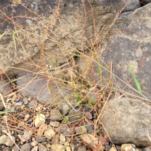 Rumex dumosus at Yass, NSW - 13 Mar 2023