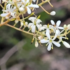 Bursaria spinosa at Yass, NSW - 13 Mar 2023