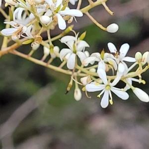 Bursaria spinosa at Yass, NSW - 13 Mar 2023