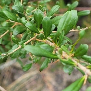 Bursaria spinosa at Yass, NSW - 13 Mar 2023