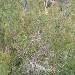 Bursaria spinosa at Yass, NSW - 13 Mar 2023 11:53 AM