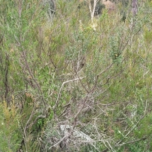 Bursaria spinosa at Yass, NSW - 13 Mar 2023