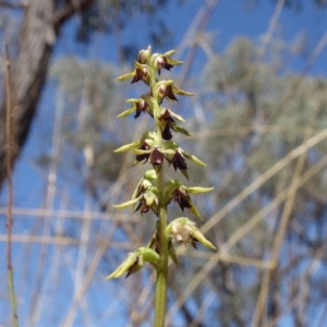 Corunastylis clivicola at Molonglo Valley, ACT - 11 Mar 2023