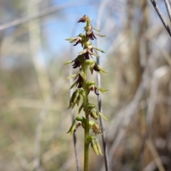 Corunastylis clivicola at Molonglo Valley, ACT - suppressed