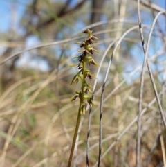 Corunastylis clivicola at Molonglo Valley, ACT - suppressed