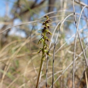 Corunastylis clivicola at Molonglo Valley, ACT - suppressed