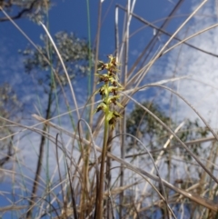 Corunastylis clivicola at Molonglo Valley, ACT - suppressed