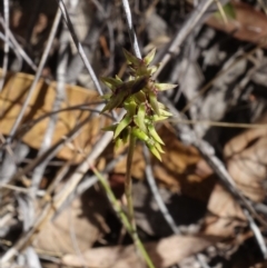 Corunastylis clivicola at Molonglo Valley, ACT - suppressed