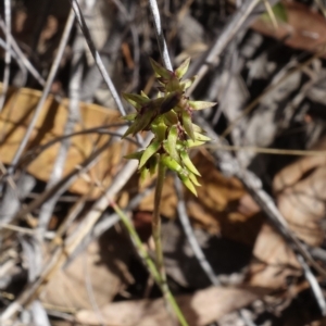 Corunastylis clivicola at Molonglo Valley, ACT - 11 Mar 2023