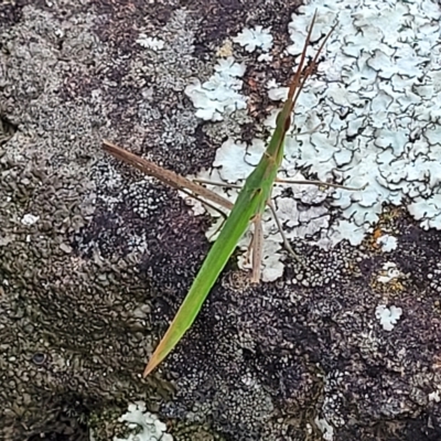 Acrida conica (Giant green slantface) at Yass, NSW - 13 Mar 2023 by trevorpreston