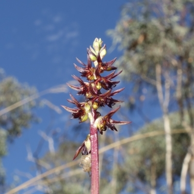 Corunastylis clivicola (Rufous midge orchid) at Piney Ridge - 11 Mar 2023 by RobG1