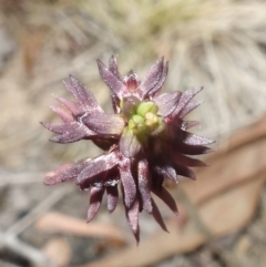 Corunastylis clivicola at Molonglo Valley, ACT - suppressed