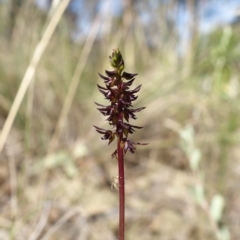 Corunastylis clivicola at Molonglo Valley, ACT - suppressed