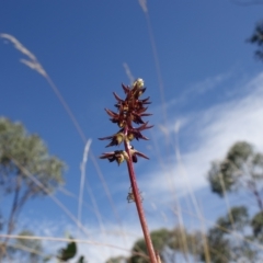 Corunastylis clivicola at Molonglo Valley, ACT - suppressed