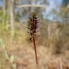 Corunastylis clivicola at Molonglo Valley, ACT - suppressed