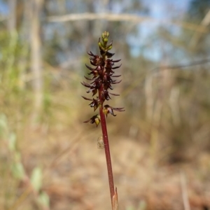 Corunastylis clivicola at Molonglo Valley, ACT - suppressed