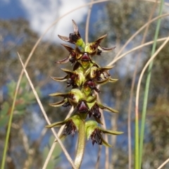 Corunastylis clivicola (Rufous midge orchid) at Block 402 - 12 Mar 2023 by RobG1