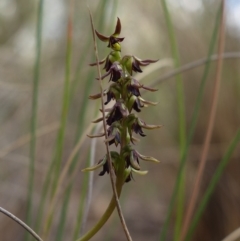 Corunastylis clivicola at Stromlo, ACT - 12 Mar 2023