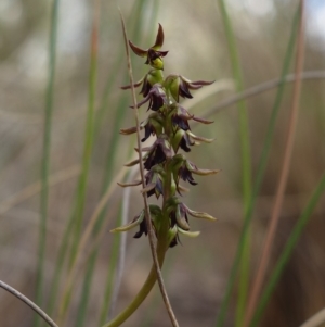 Corunastylis clivicola at Stromlo, ACT - 12 Mar 2023