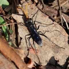 Pompilidae (family) at Felltimber Creek NCR - 12 Mar 2023 by KylieWaldon