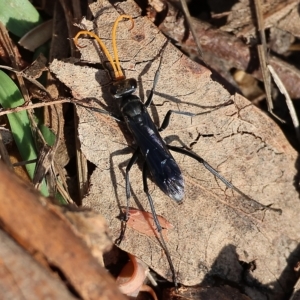 Pompilidae (family) at West Wodonga, VIC - 13 Mar 2023 10:08 AM