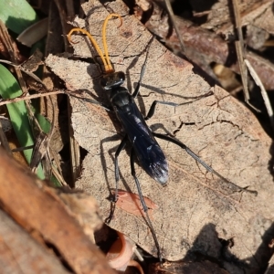 Pompilidae (family) at West Wodonga, VIC - 13 Mar 2023