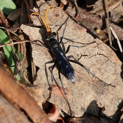 Pompilidae (family) (Unidentified Spider wasp) at West Wodonga, VIC - 13 Mar 2023 by KylieWaldon