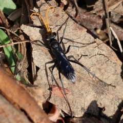 Unidentified Spider wasp (Pompilidae) (TBC) at West Wodonga, VIC - 12 Mar 2023 by KylieWaldon