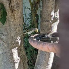 Ptilotula penicillata (White-plumed Honeyeater) at Albury - 27 Feb 2023 by Darcy