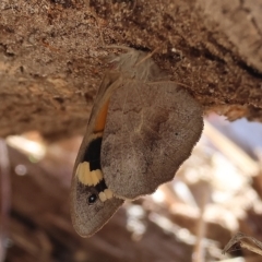 Heteronympha merope (Common Brown Butterfly) at Wodonga - 12 Mar 2023 by KylieWaldon