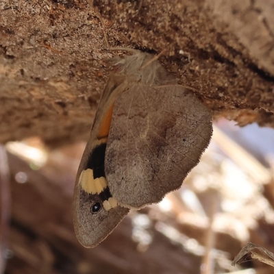 Heteronympha merope (Common Brown Butterfly) at Felltimber Creek NCR - 12 Mar 2023 by KylieWaldon