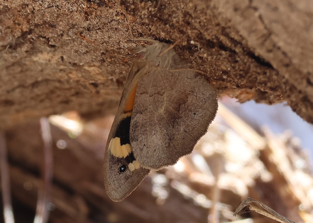 Heteronympha merope at West Wodonga, VIC - 13 Mar 2023