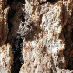 Unidentified Spider (Araneae) at Felltimber Creek NCR - 12 Mar 2023 by KylieWaldon