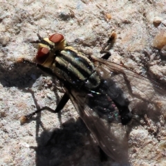Oxysarcodexia varia (Striped Dung Fly) at Felltimber Creek NCR - 12 Mar 2023 by KylieWaldon