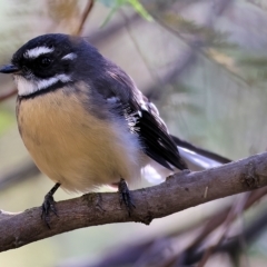 Rhipidura albiscapa (Grey Fantail) at Wodonga - 12 Mar 2023 by KylieWaldon