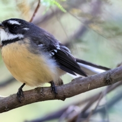 Rhipidura albiscapa at West Wodonga, VIC - 13 Mar 2023