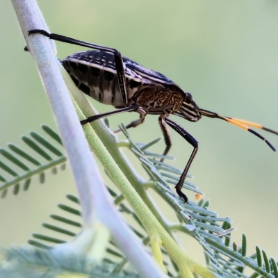 Pentatomidae (family) (Shield or Stink bug) at Wodonga - 12 Mar 2023 by KylieWaldon