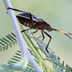Pentatomidae (family) (Shield or Stink bug) at West Wodonga, VIC - 12 Mar 2023 by KylieWaldon