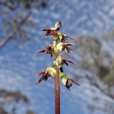 Corunastylis clivicola (Rufous midge orchid) at Block 402 - 11 Mar 2023 by RobG1