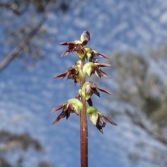 Corunastylis clivicola (Rufous midge orchid) at Molonglo Valley, ACT - 11 Mar 2023 by RobG1