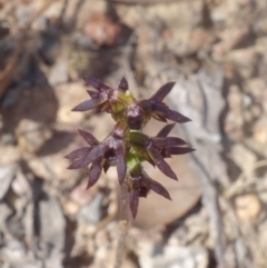 Corunastylis clivicola at Molonglo Valley, ACT - suppressed