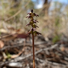 Corunastylis clivicola at Molonglo Valley, ACT - suppressed