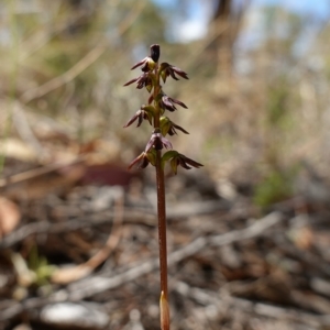 Corunastylis clivicola at Molonglo Valley, ACT - suppressed