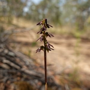 Corunastylis clivicola at Molonglo Valley, ACT - suppressed