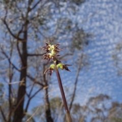 Corunastylis clivicola at Molonglo Valley, ACT - suppressed