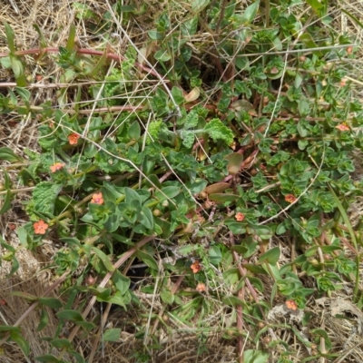 Lysimachia arvensis (Scarlet Pimpernel) at Mount Majura - 13 Mar 2023 by Avery